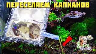 Заселение капканов в природный формикарий ● Odontomachus bauri [upl. by Yasmeen644]