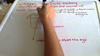 Corticobulbar Tract  Muscles of EyeampThroat [upl. by Quiteris202]