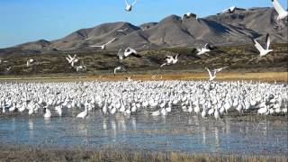 Bosque del Apache Snow Geese Blast off [upl. by Atikahc]