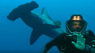 Diving with Hammerhead Sharks  Dive to Shark Volcano  BBC Earth [upl. by Garland]