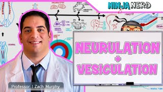 Embryology  Neurulation Vesiculation Neural Crest Cell Migration [upl. by Ansaev732]