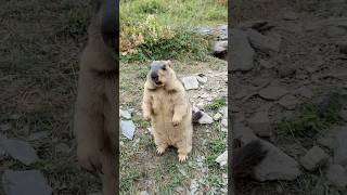 So Adorable Himalayan Marmot animals marmot cutemarmots cuteanimals marmota marmotta cute [upl. by Zobias]