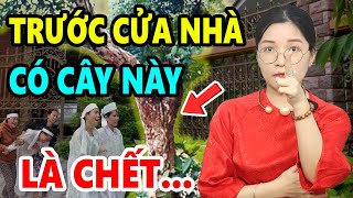 Chớ Dại TRỒNG 8 CÂY Này TRƯỚC CỬA Nhà Kẻo Gia Chủ Gặp THẢM HỌA NGHÈO BỀN VỮNG Hại Chết Cả Nhà [upl. by Endres]