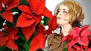 Gangsters Pull Christmas Scam 140 Poinsettias [upl. by Airogerg695]