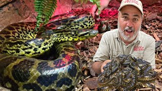 OUR GIANT ANACONDA GAVE LIVE BIRTH 😱 [upl. by Thier]