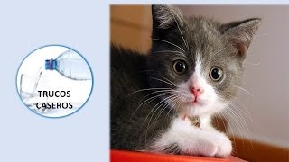 Como educar y cuidar a un gato  Consejos para cuidar a tu gato [upl. by Herbie]