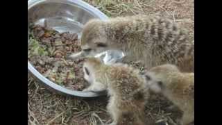 Meerkat Eating Worms [upl. by Ydac]