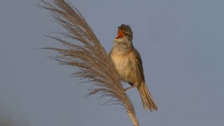 Great Reed Warbler Singing 4K [upl. by Nnyleahs44]