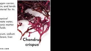 CHONDRUS CRISPUS  IRISH MOSS  SEA MOSS  BIOCHEMISTRY seamoss [upl. by Lanoil314]