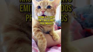 El significado de los maullidos de Los Gatos gatoviral felinos cat gatos datoscuriosos sabiasq [upl. by Ytisahcal]