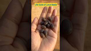 Life Cycle of Lotus Seeds in 14 Seconds shorts lotusseed ytshorts viral shortfeed plants [upl. by Auqinaj260]