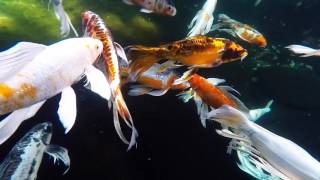 Beautiful Blue Ridge Butterfly Koi Set To Meditation Music [upl. by Adnek719]