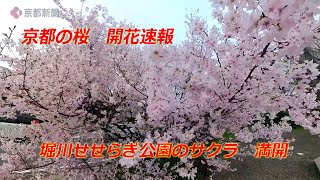 【京都の桜】堀川せせらぎ公園のサクラ 満開（2024年3月30日 京都市北区） Cherry blossoms at Horikawa Seseragi Park [upl. by Means]