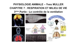 Chapitre 73 Respiration et milieu de vie  Le contrôle de la ventilation [upl. by Ynnelg]