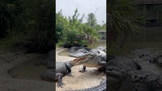 Feeding 2 Alligators at Once shorts alligators alligators [upl. by Bartolome628]