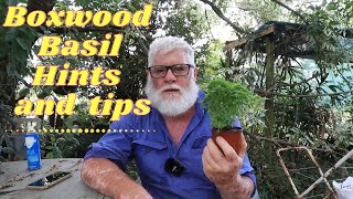 Boxwood Basil Growing hints and tips [upl. by Konstanze]