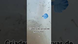 Críar larva de mosquitos PARA ALIMENTAR TUS ALEVINES DE PECES Y ANFIBIOS GRATISshorts [upl. by Remle]