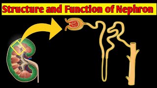 Structure amp Function of NEPHRON  Structure of NEPHRON In UrduHindi [upl. by Emmi]