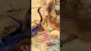 Snake 🐍vs MongoosesSnake vs Mongoose 🔥 shorts animalshorts [upl. by Treble]