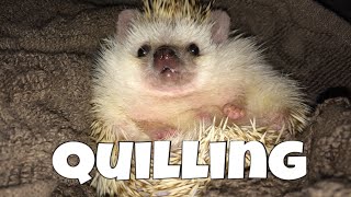 Hedgehog Care Quilling feat Draco [upl. by Brietta9]