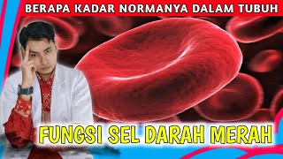 Fungsi Sel Darah Merah dan Berapa Kadar Normalnya Dalam Tubuh  dr Andi [upl. by Elehcar891]