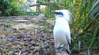 Cantiknya Burung Jalak Bali gacor [upl. by Carboni]