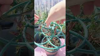 Pruning portulaca flower shortvideo gardening portulaca portulacaflower bonsai [upl. by Selemas]