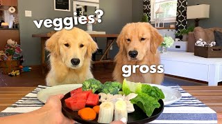 Dog Reviews Food With Girlfriend  Tucker Taste Test 12 [upl. by Ettezzil993]