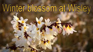 Vlog 145  28 January The garden is blooming [upl. by Anayit870]