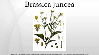 Brassica juncea [upl. by Mickie]