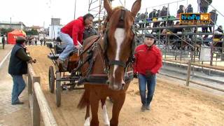 TrofaTv  Cavalos puro sangue lusitano na Feira Anual da Trofa 2011 [upl. by Yddor]