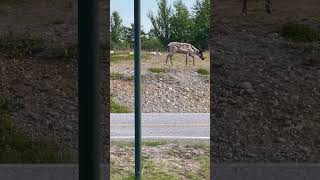 🇳🇴🦌Kirkenes airport reindeer sydvaranger norway norwayadventures [upl. by Mumford]