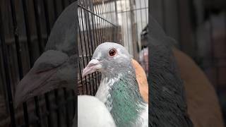 Ajj kalpotan pet udd gyi pigeon pet vlog birds reels kabutar petsvlog kabootar anime birds [upl. by Consolata]