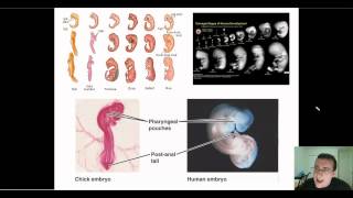 Evidence of Evolution Part 4 Embryology [upl. by Hatch]