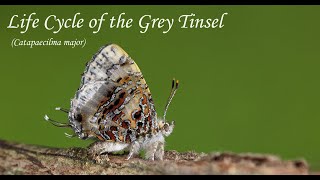 Life Cycle of the Grey Tinsel Catapaecilma major [upl. by Ayrolg491]