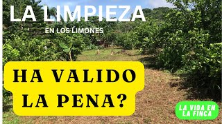 La LIMPIEZA En Los LIMONES Cómo La Eliminación De MALEZAS Va Transformando La FINCA [upl. by Wengert696]