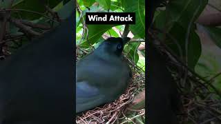 Mother Rackettailed Treepie Regurgitates a Meal for Chick – Bird Nest in Windy Conditions [upl. by Brig348]