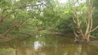 Katarniaghat Wildlife Sanctuary in Uttar Pradesh with wild elephant on Sarayu river banks [upl. by Eylsel241]