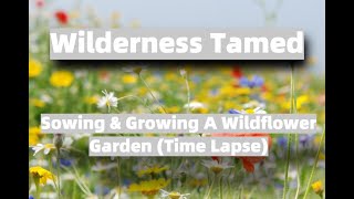 Sowing amp Growing A Wildflower Garden Time Lapse [upl. by Latonia]