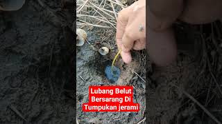 Mancing belut dibawah tumpukan jerami eelfishing belut cecepjampang [upl. by Lenora869]