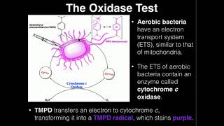 Microbiology Oxidase Test [upl. by Sivaj]