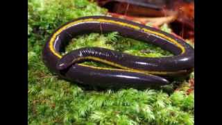 Caecilian Cotillion [upl. by Aniweta]