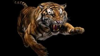 Tiger online Games [upl. by Aronos]