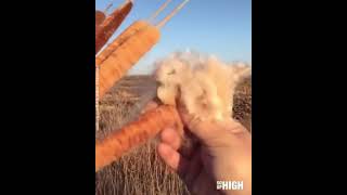 Cattail plant explosion [upl. by Annoda505]