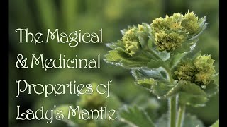 The Magic Mythology amp Medicinal Properties of Ladys Mantle [upl. by Delphina]