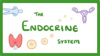 GCSE Biology  Endocrine System amp Hormones 59 [upl. by Adnuhsal]