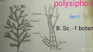 Polysiphonia  B Sc1 Botany [upl. by Theona483]