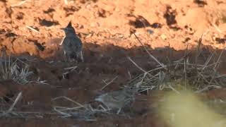 Galerida cristata  crested lark  cogujada común [upl. by Darnok]