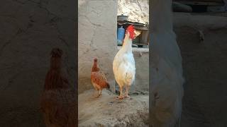 Rooster Crowing 🐓📢🤩 S06E03 shorts [upl. by Eilarol509]