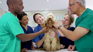 Veterinary Assistant Training  ed2go Advanced Career Training [upl. by Grayson384]